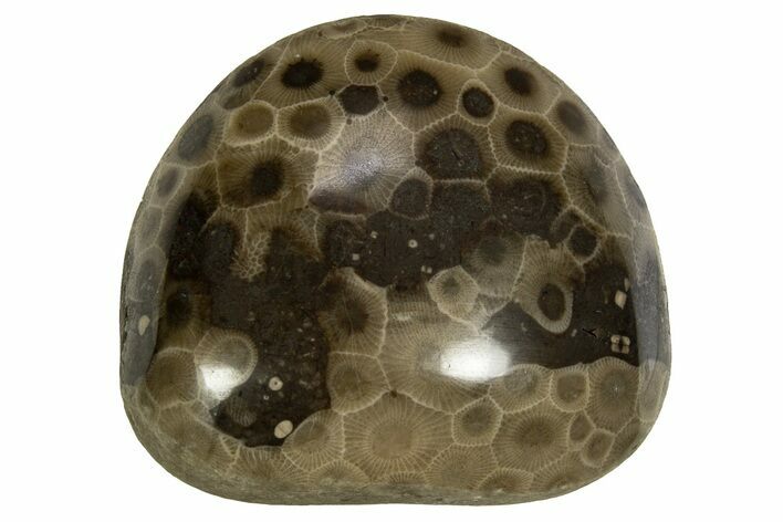 Polished Petoskey Stone (Fossil Coral) - Michigan #328351